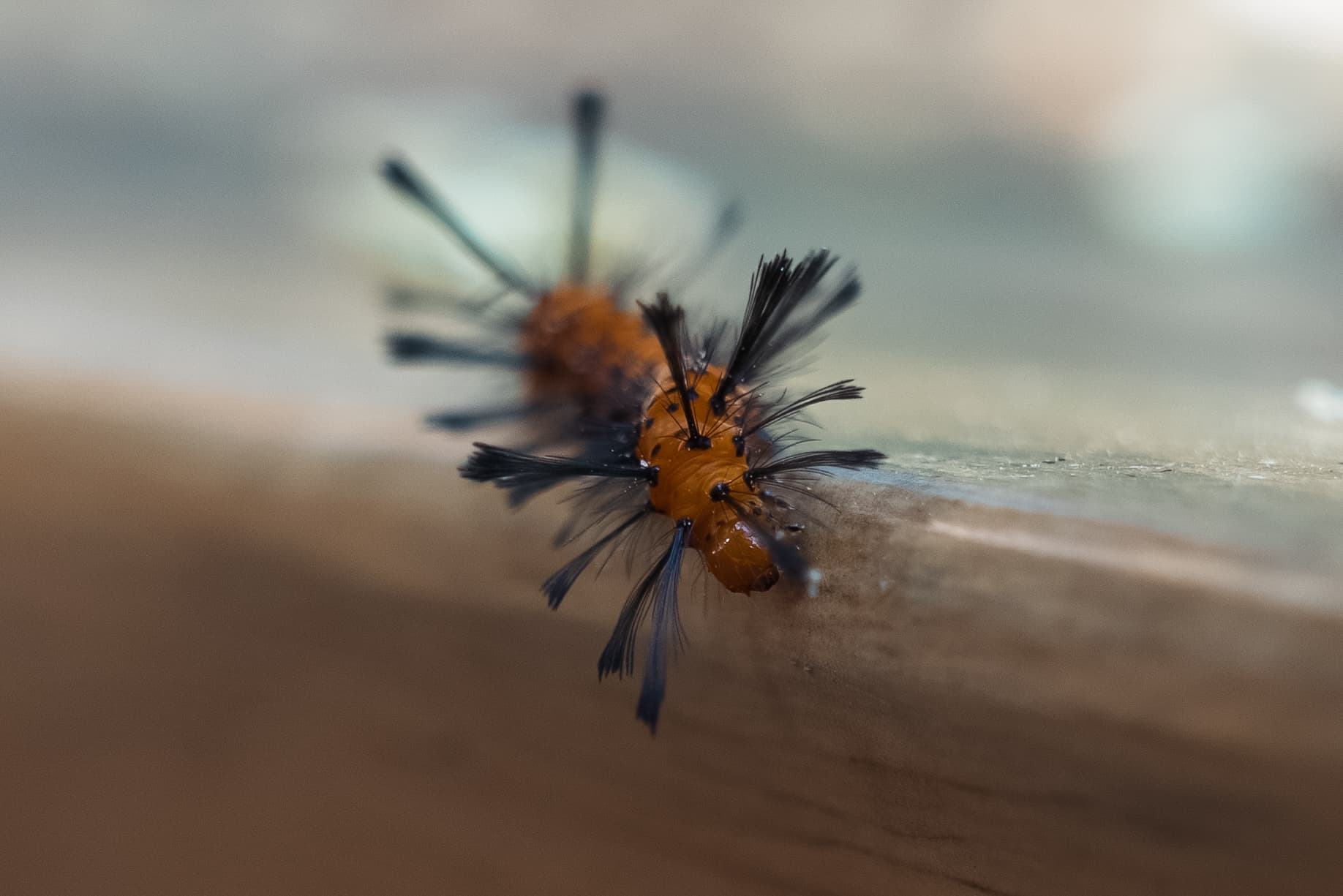 Día de Muertos photo 22