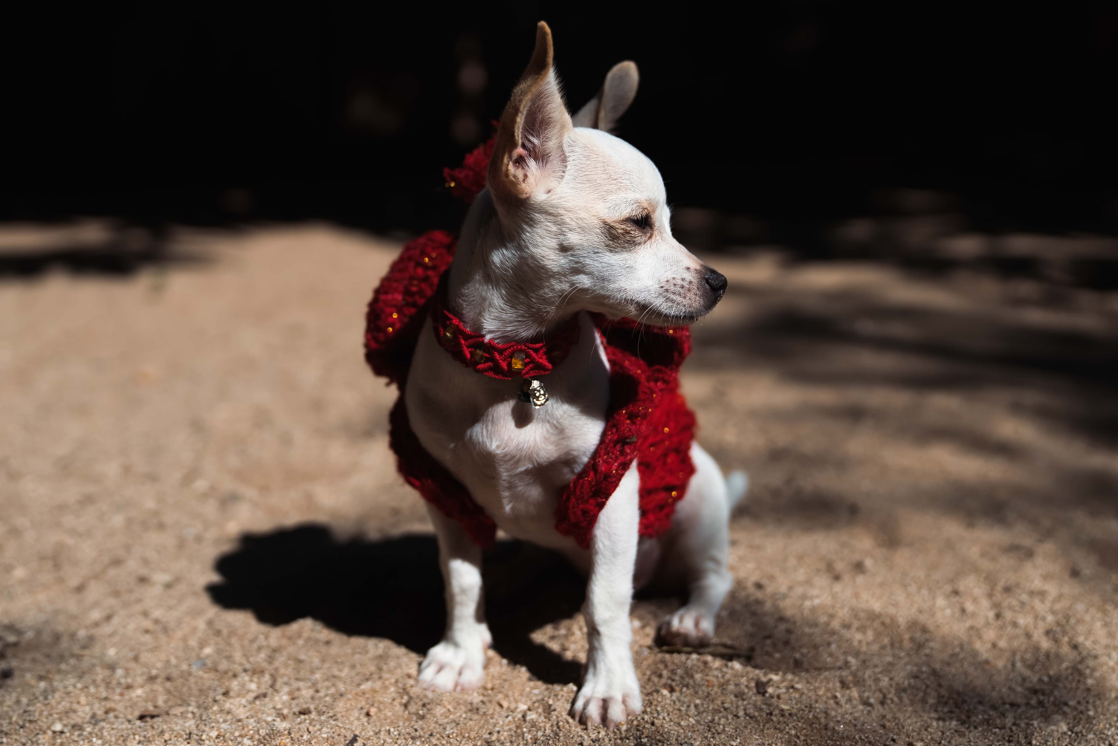 Día de Muertos photo 23