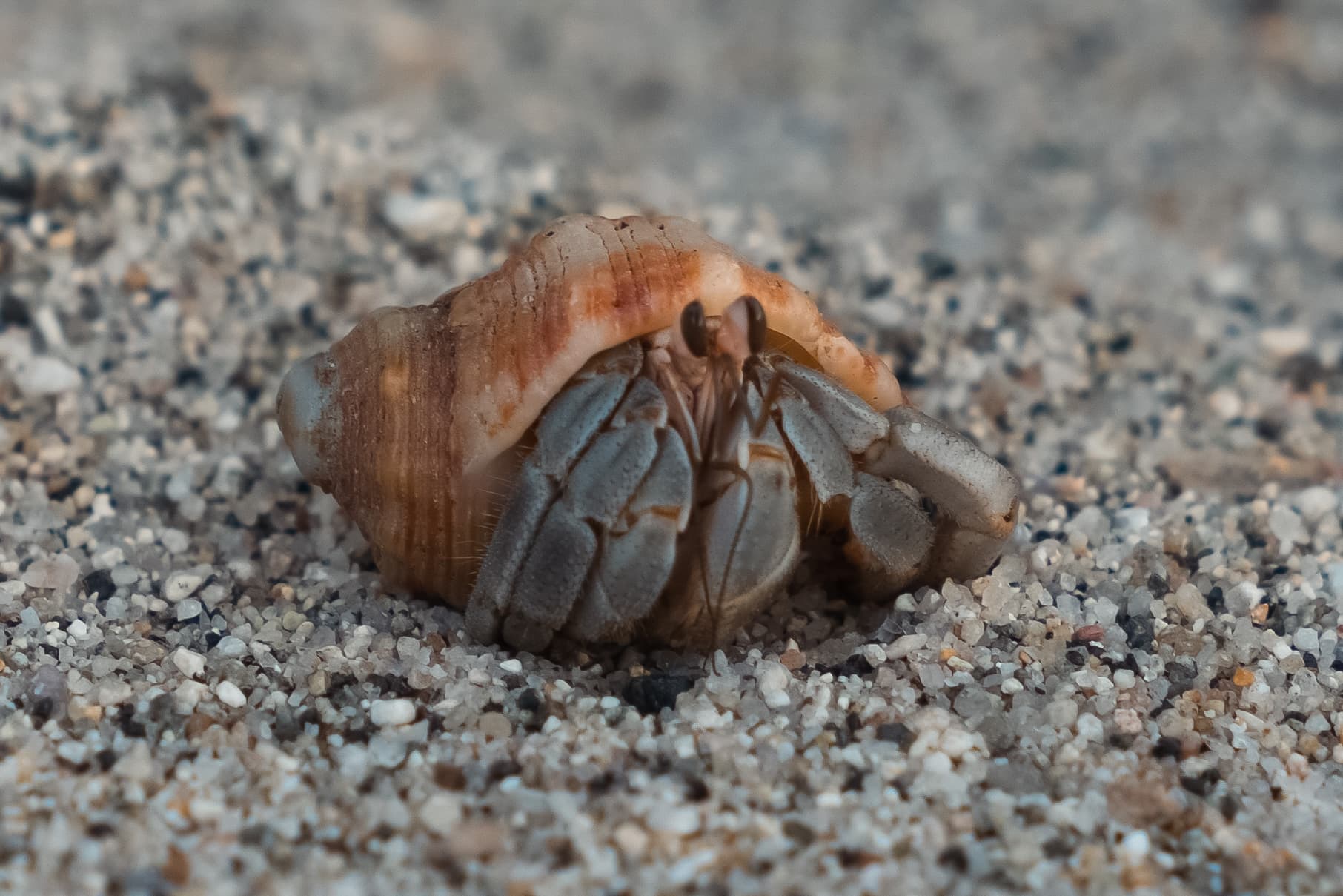 Día de Muertos photo 27