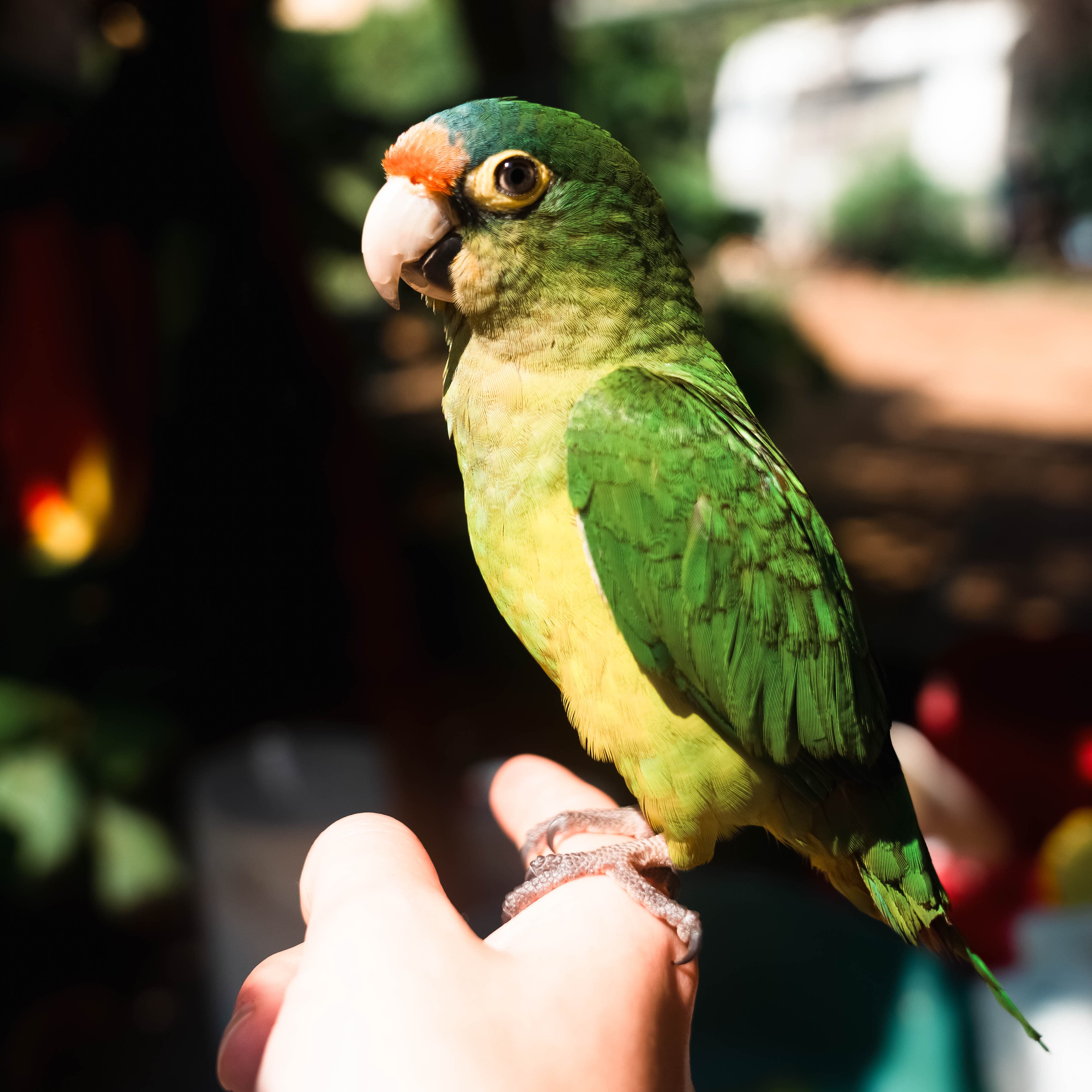 Día de Muertos photo 28