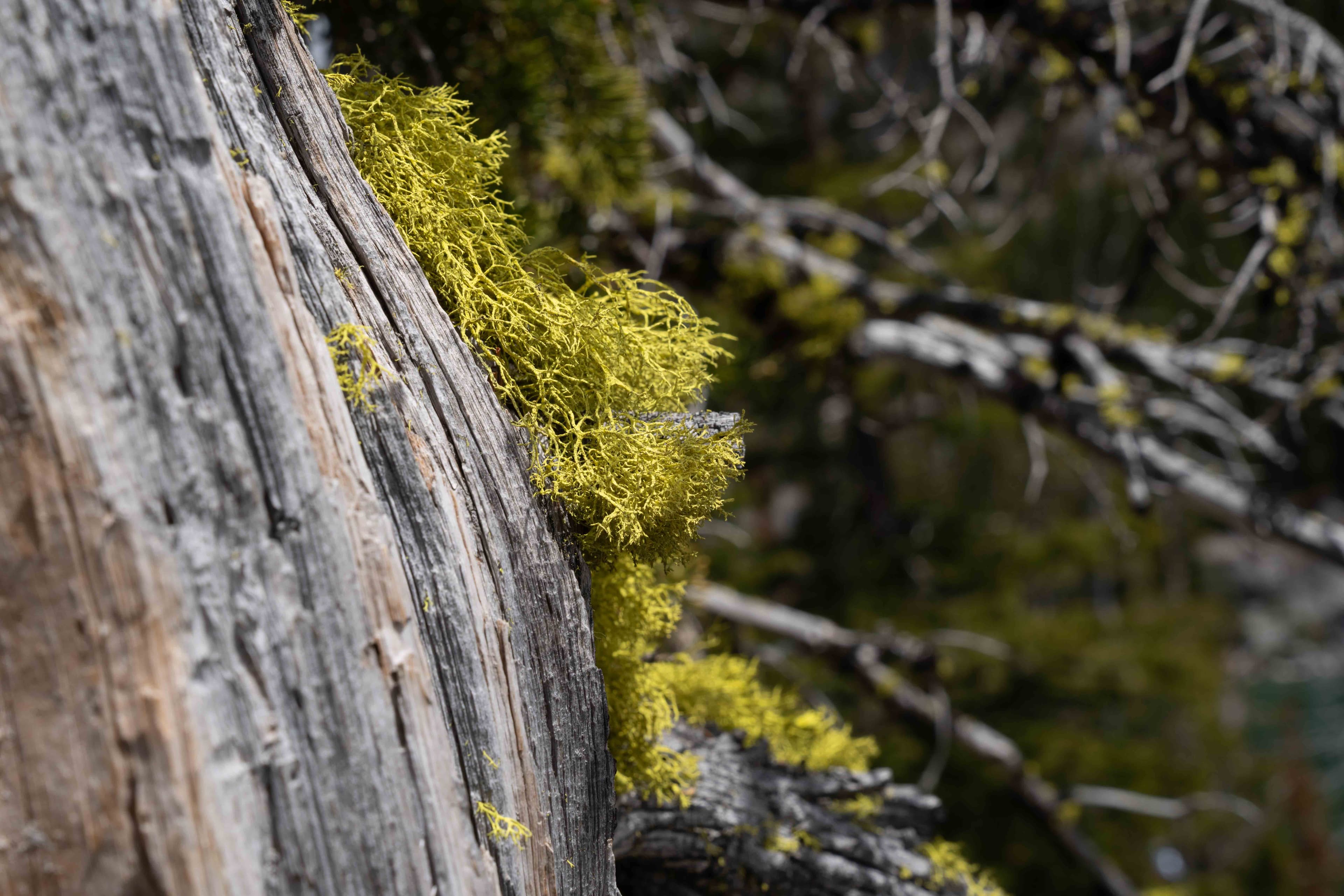 Enchantments photo 5