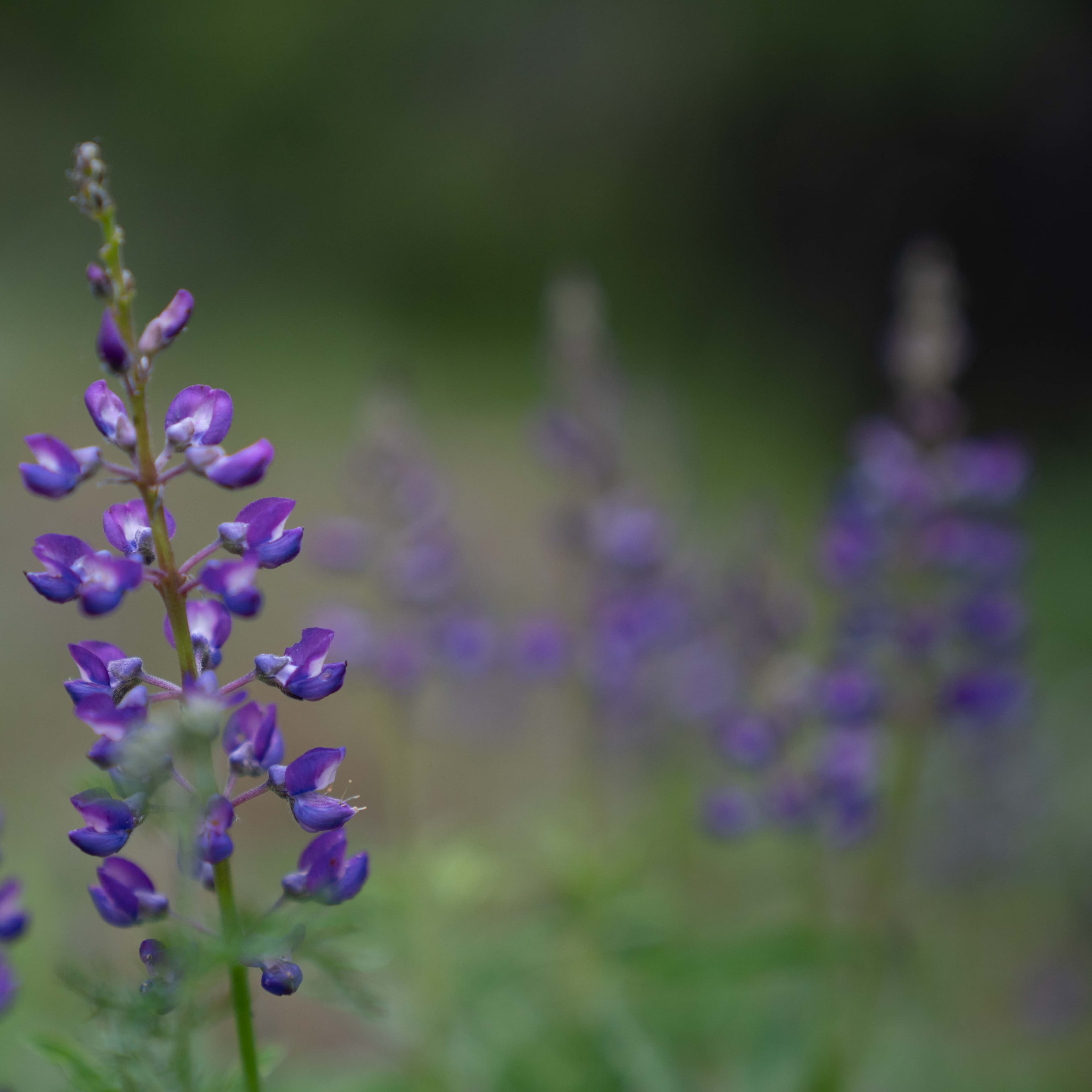 Enchantments photo 6