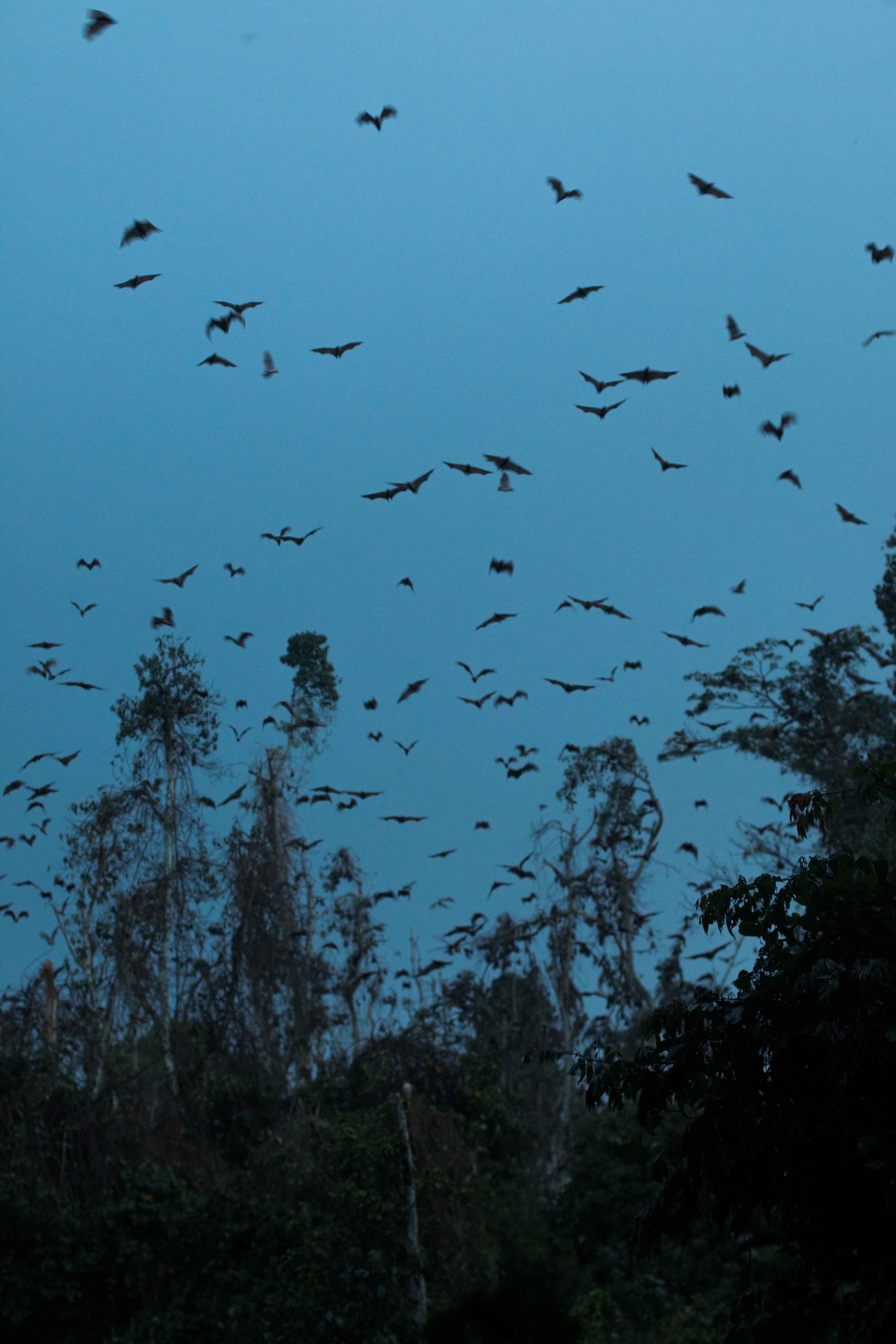 Safi Kabisa photo 26