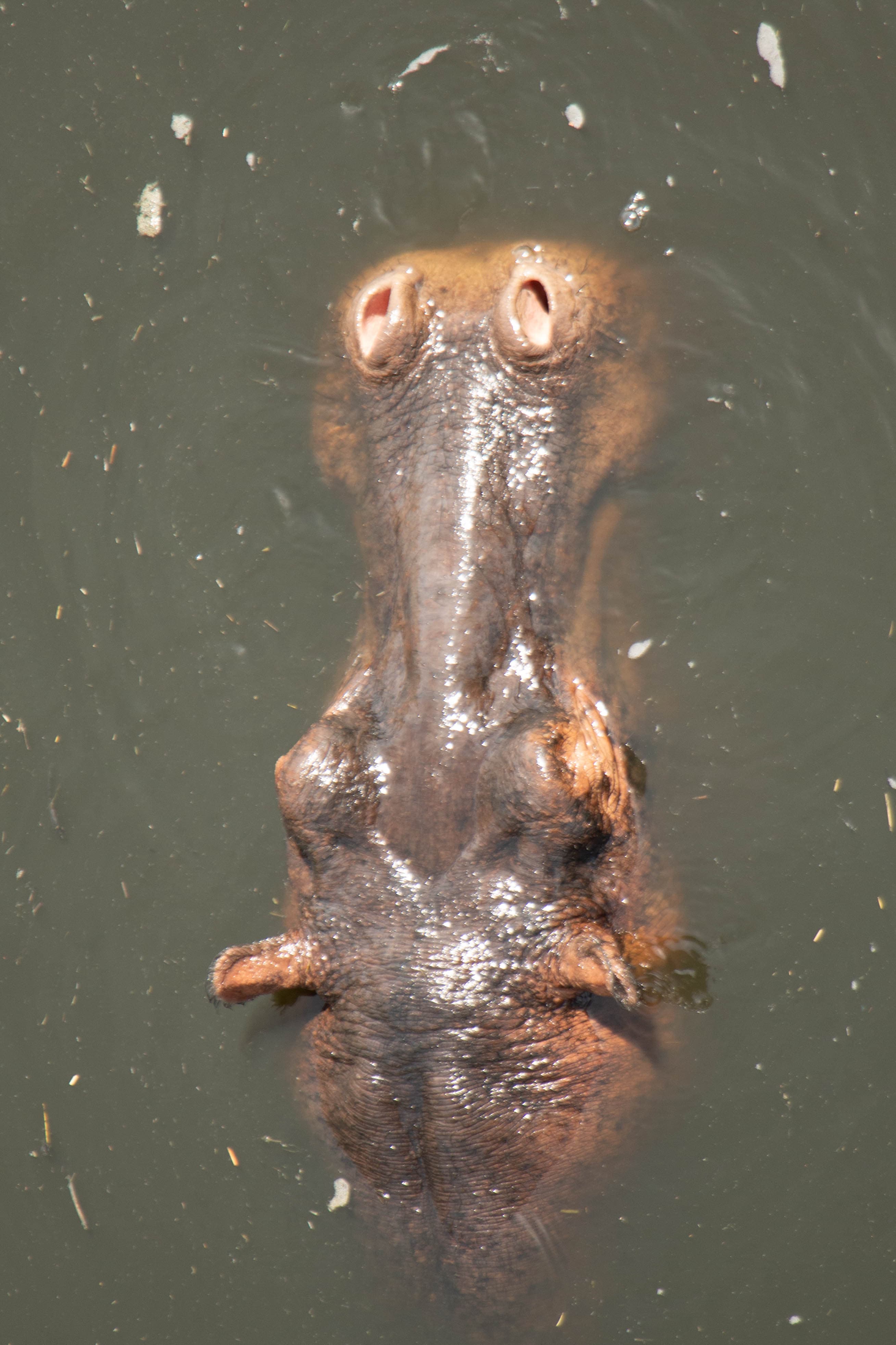 Safi Kabisa photo 34