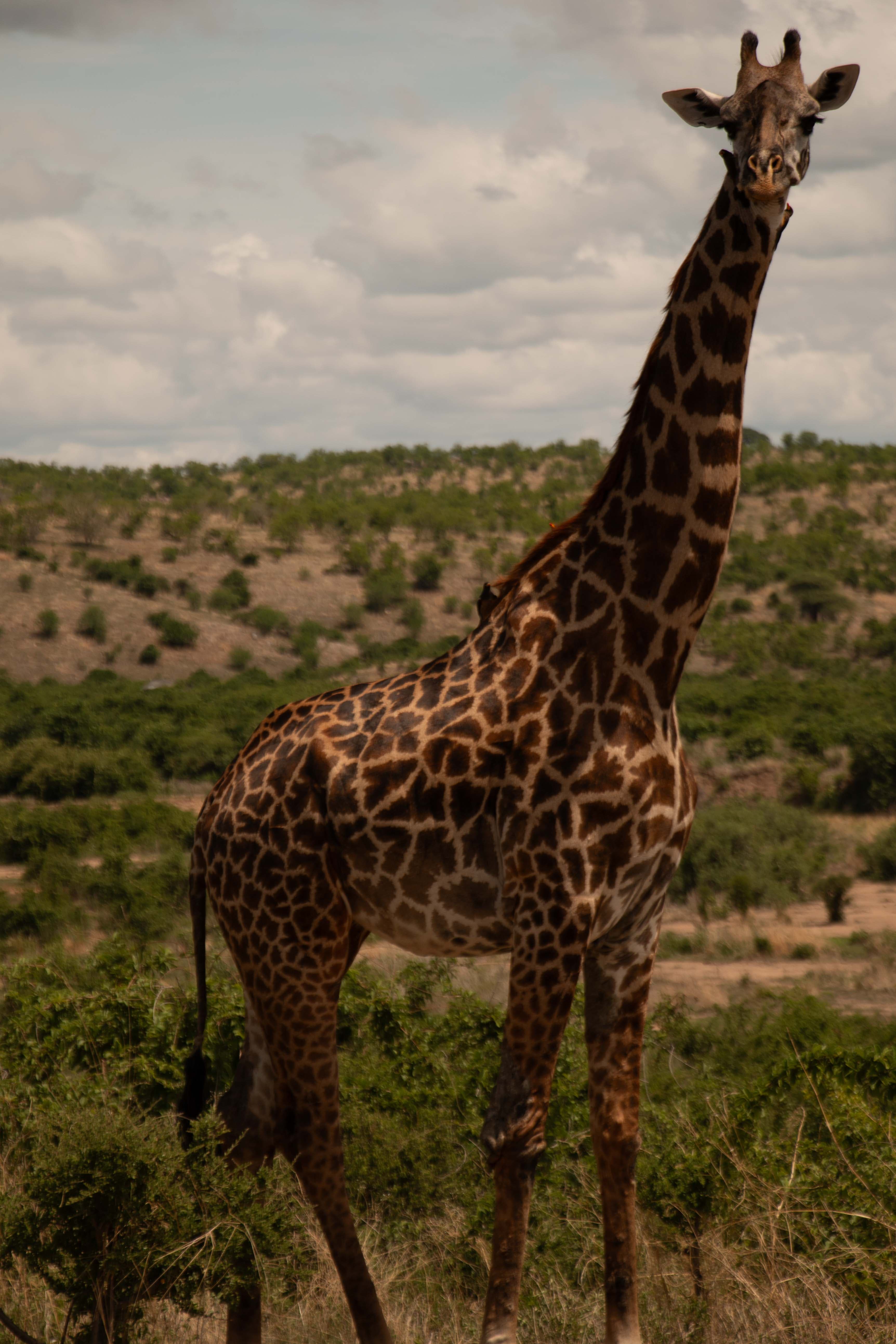 Safi Kabisa photo 36