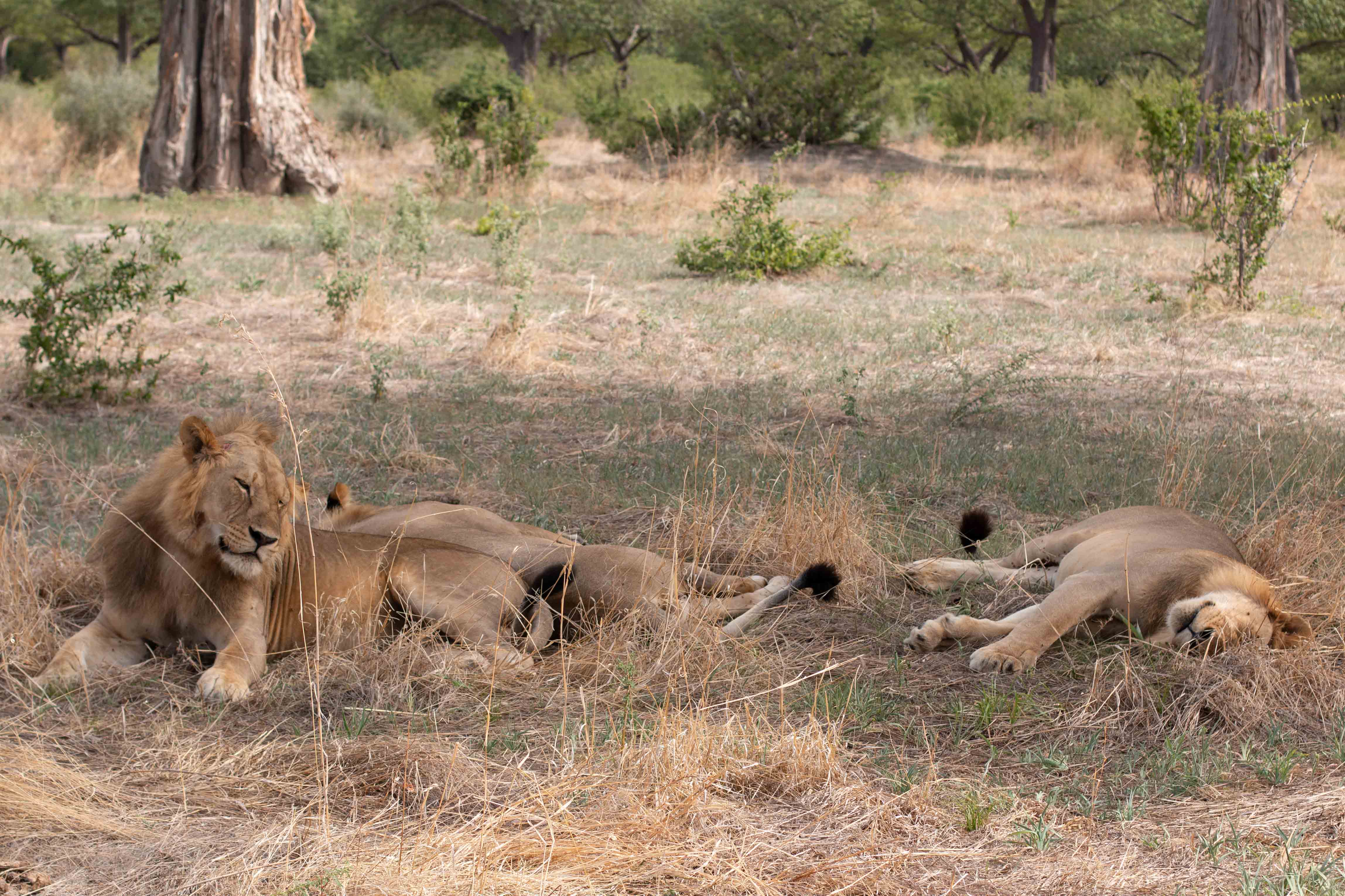 Safi Kabisa photo 38