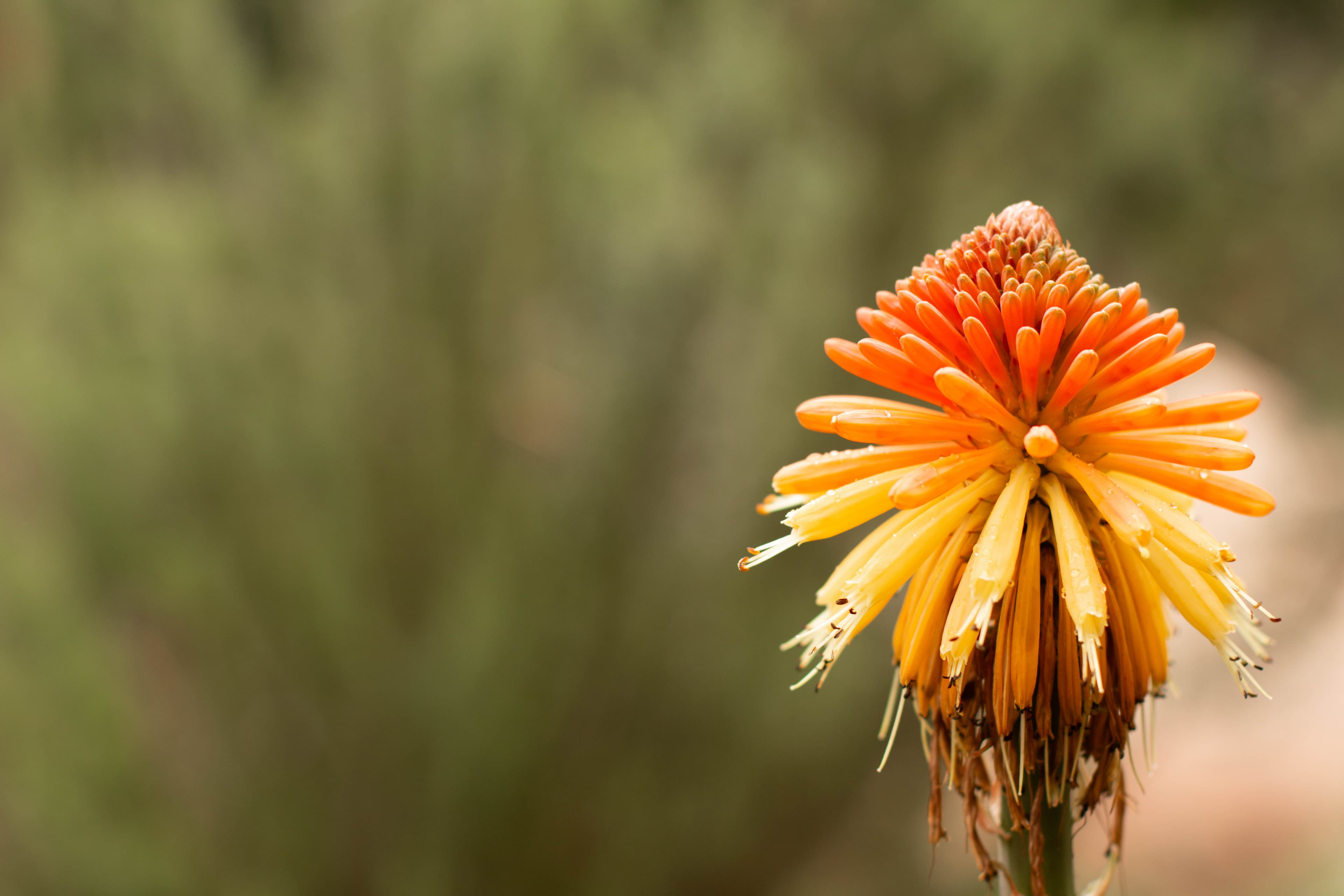 Safi Kabisa photo 23