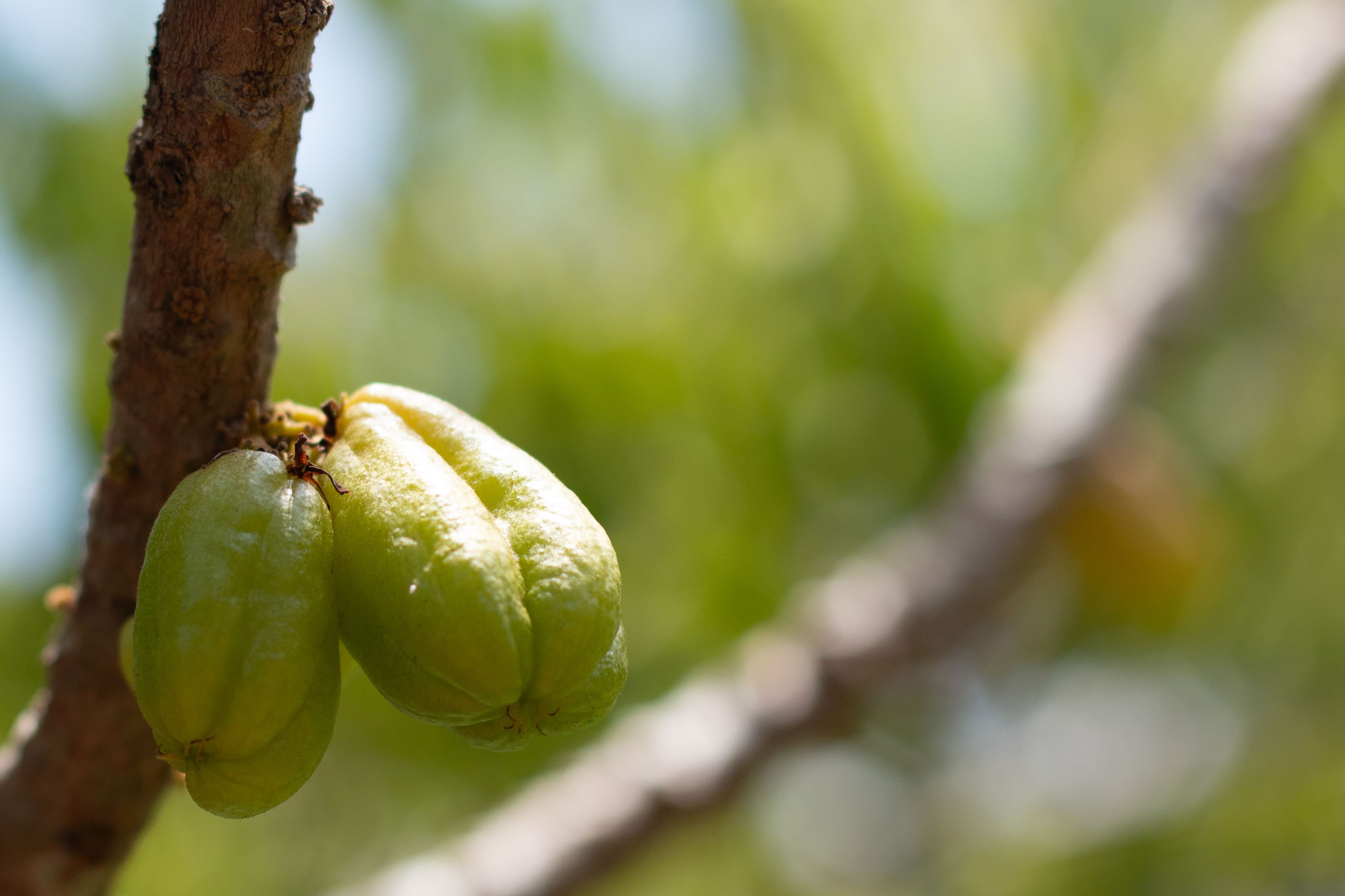 Safi Kabisa photo 54