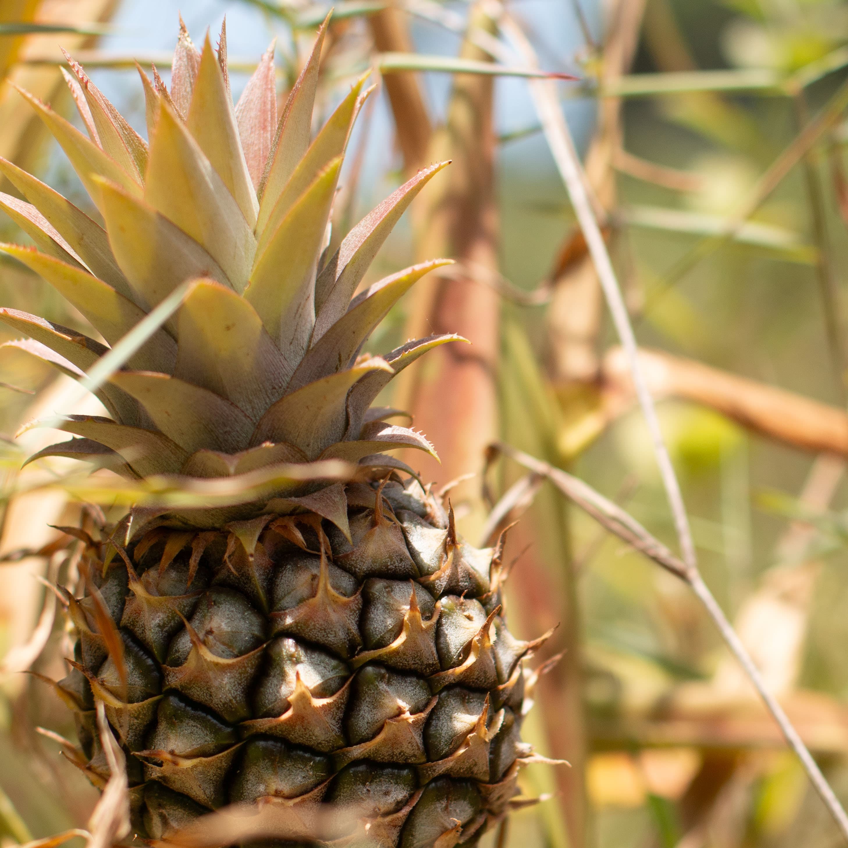 Safi Kabisa photo 55