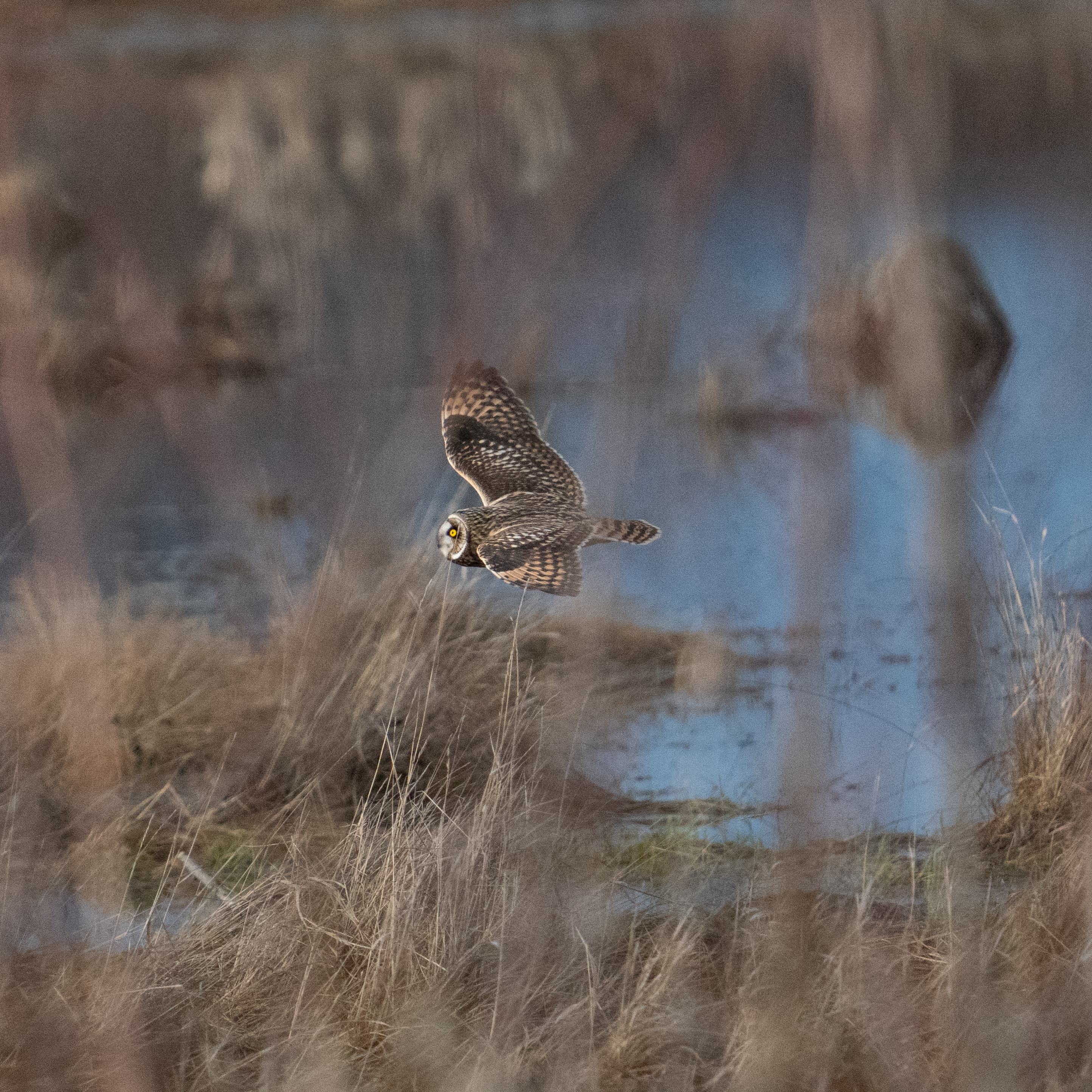 Skagit photo 3