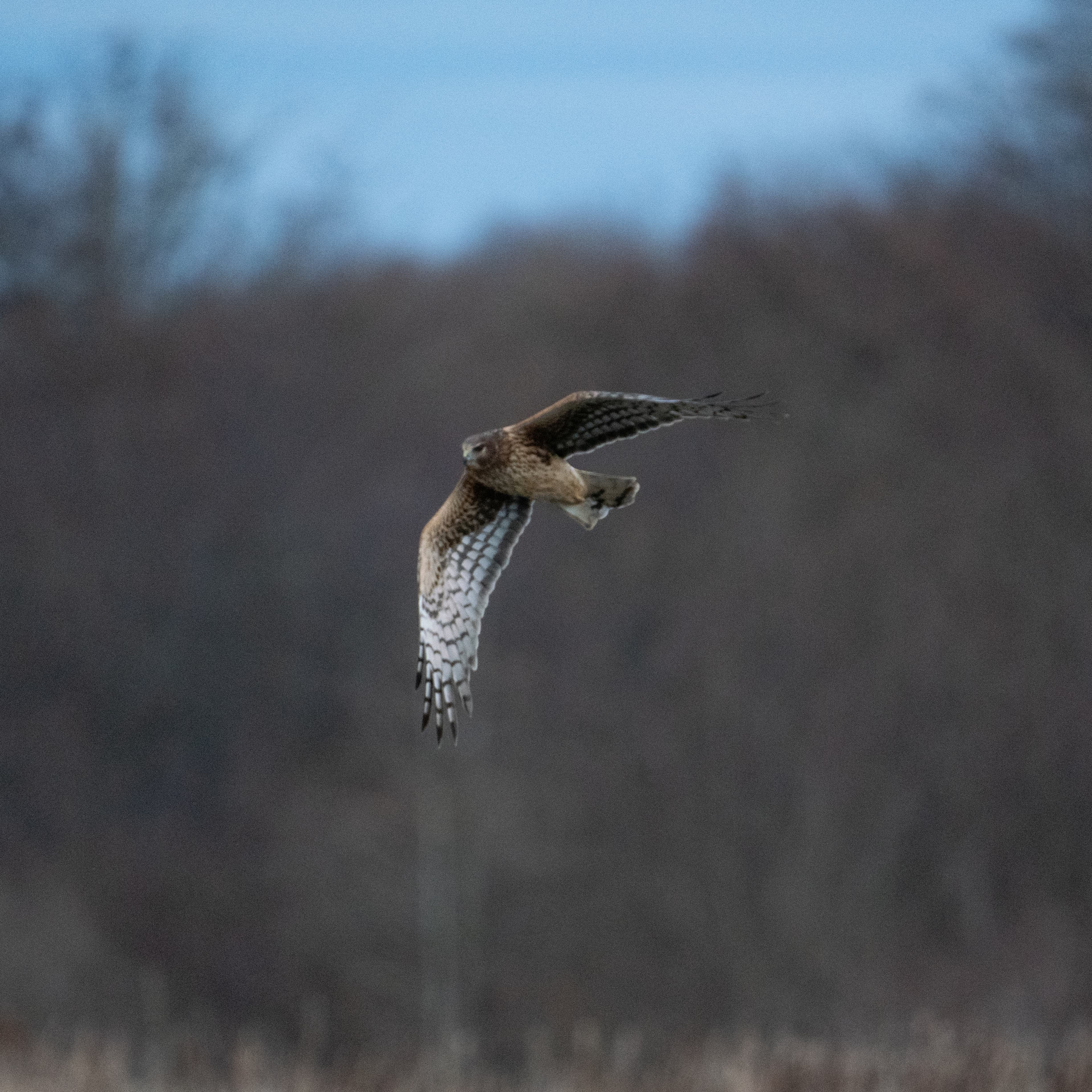 Skagit photo 7