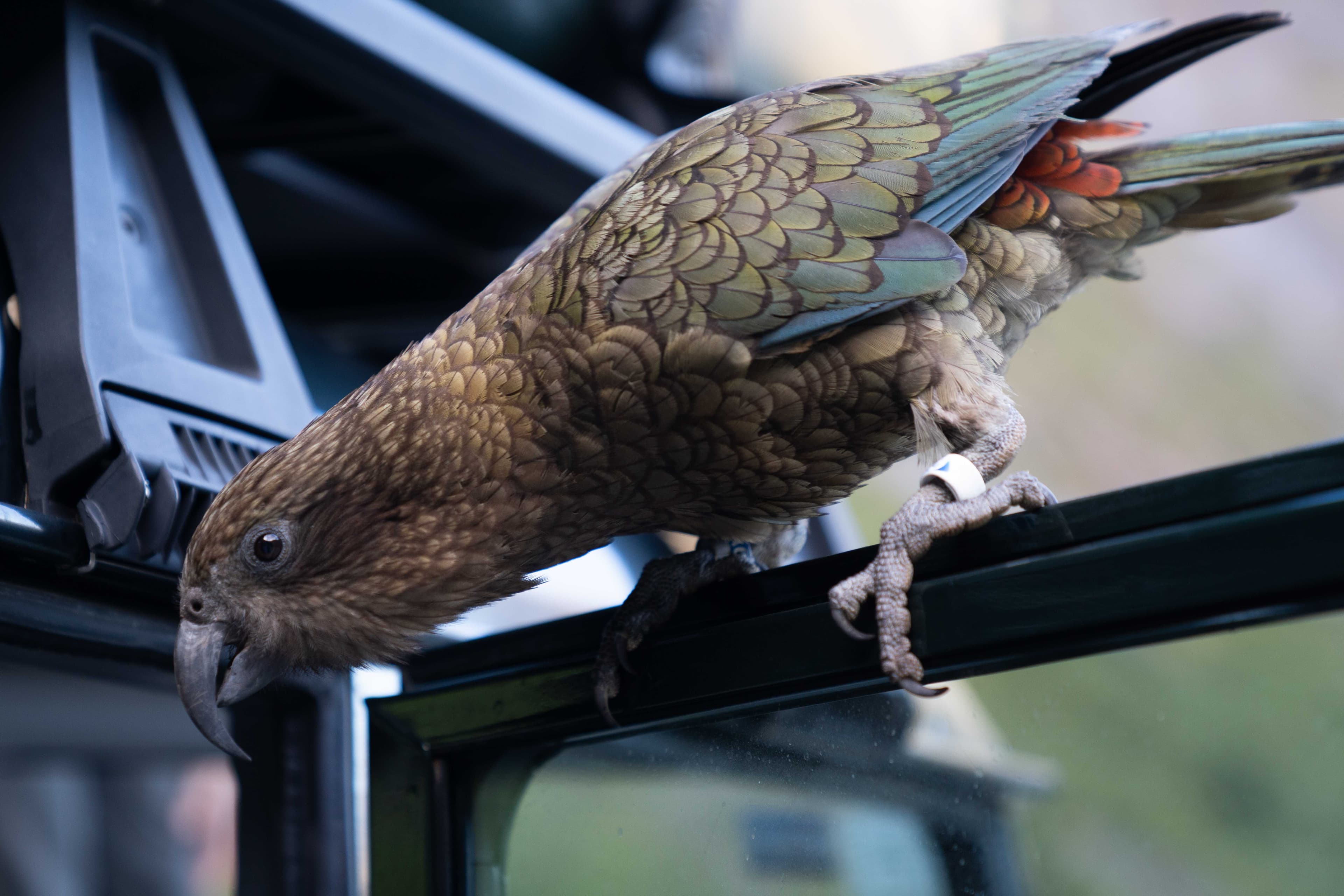 South Island photo 12