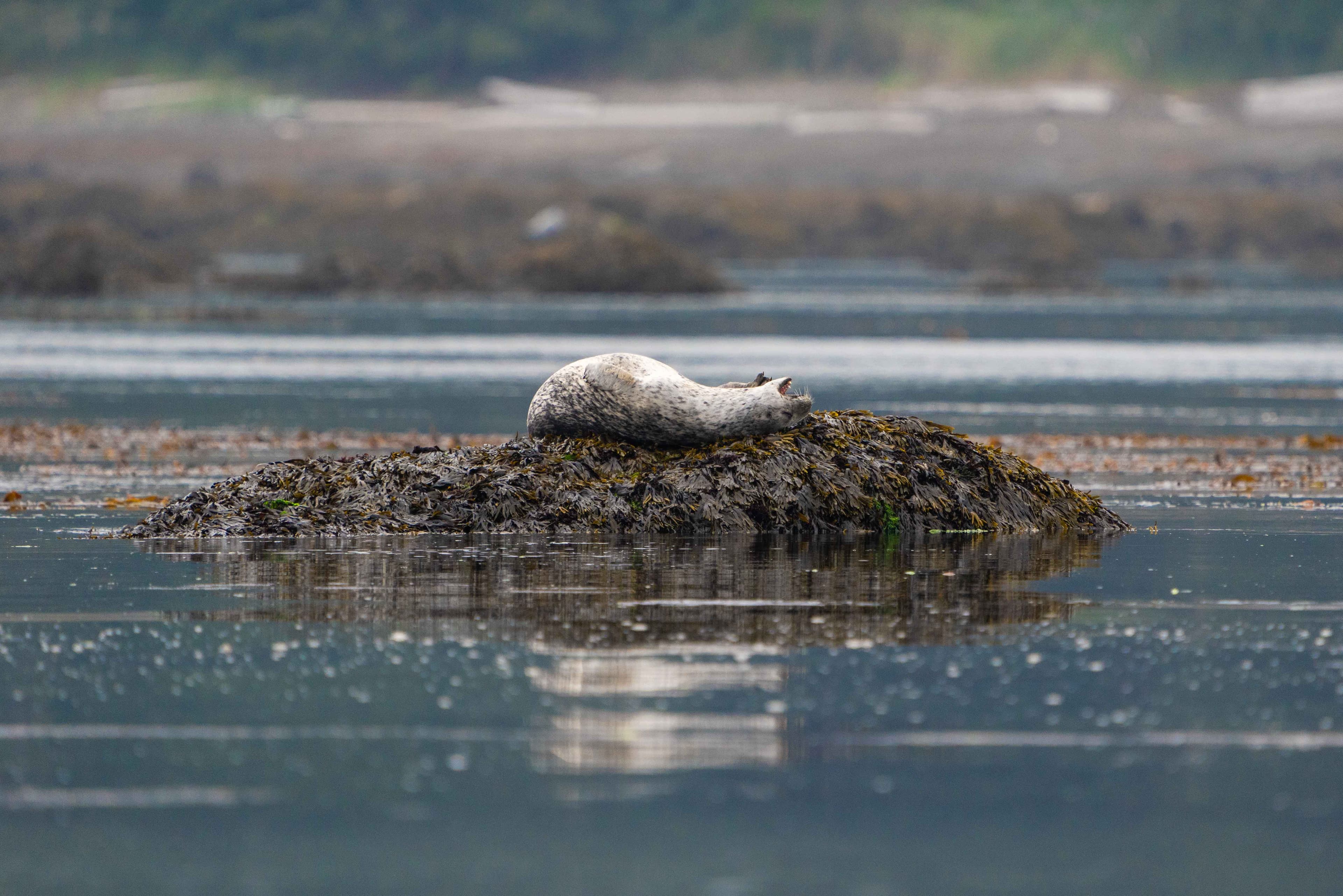 Washington Coast photo 8
