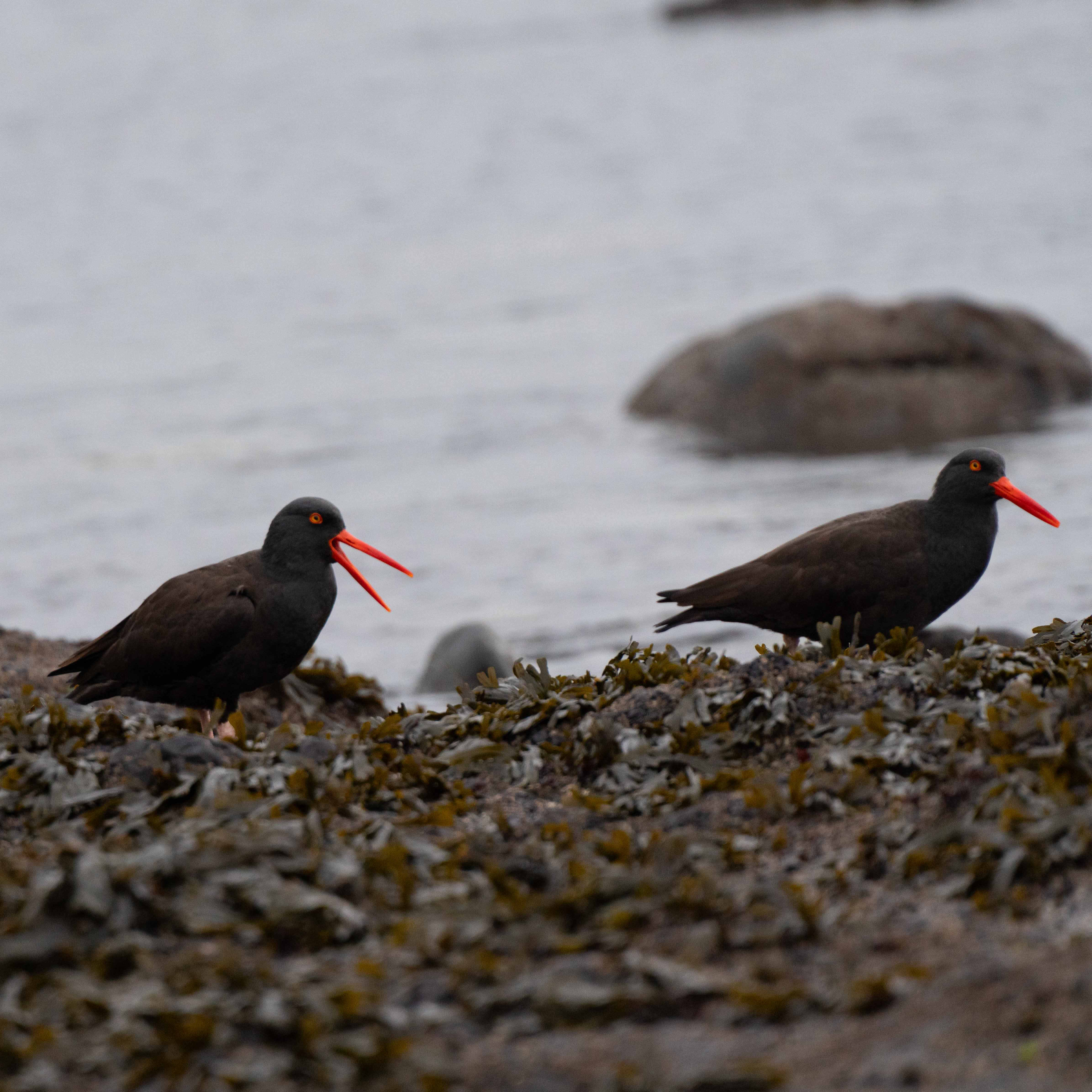 Washington Coast photo 13