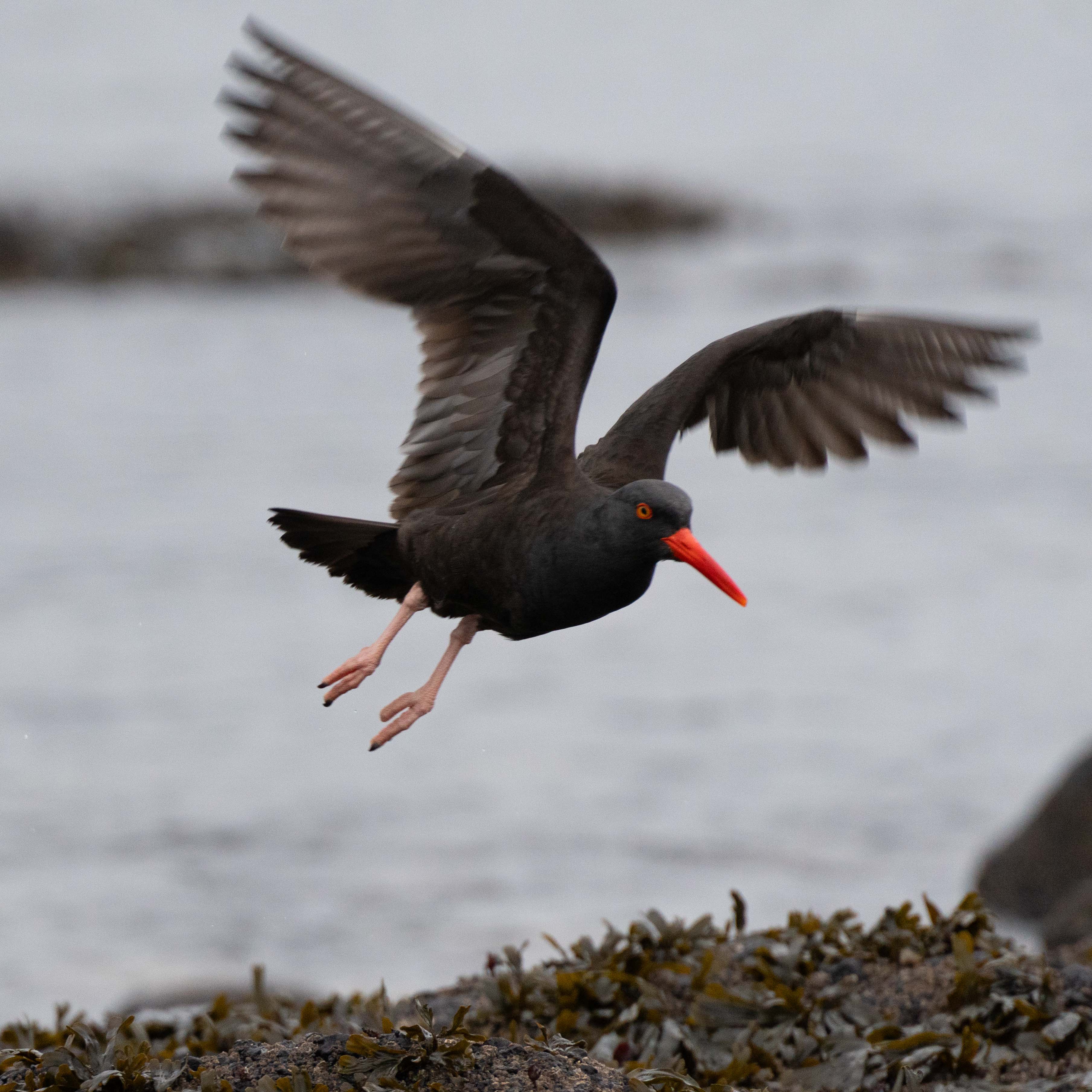 Washington Coast photo 14