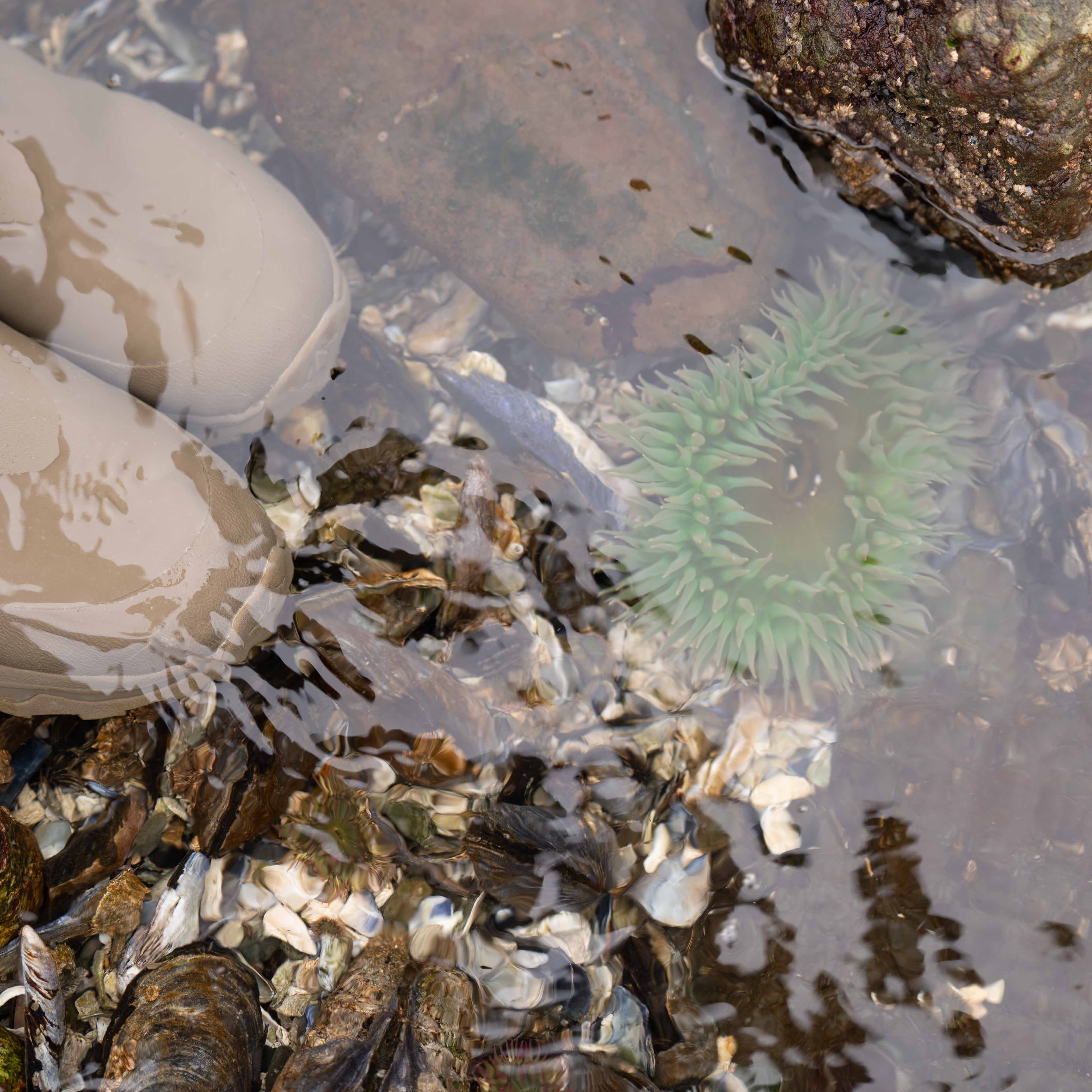 Washington Coast photo 16
